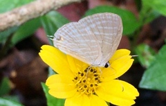 Jamides celeno aelianus