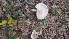 Amanita vaginata