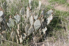 Opuntia basilaris treleasei