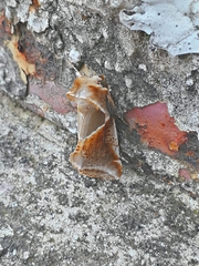 Habrosyne pyritoides