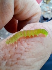 Scoliopteryx libatrix