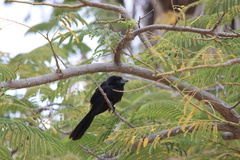 Crotophaga sulcirostris