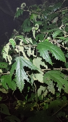 Girardinia diversifolia