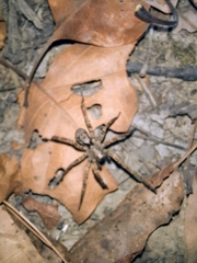 Gladicosa pulchra