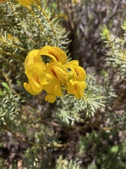 Cyclopia genistoides