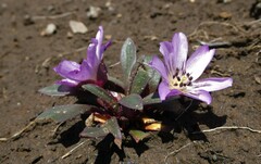 Calandrinia colchaguensis