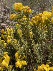 Cyclopia genistoides