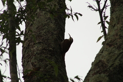 Lepidocolaptes angustirostris