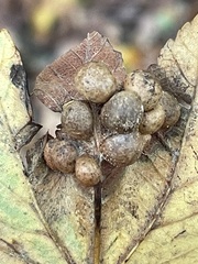 Pediaspis aceris