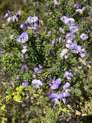 Psoralea aculeata