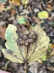Pediaspis aceris
