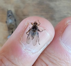 Hippoboscidae
