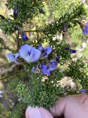 Psoralea aculeata