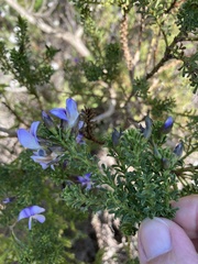 Psoralea aculeata
