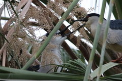 Nycticorax nycticorax