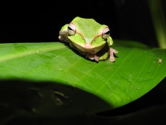 Zhangixalus prasinatus
