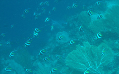 Heniochus diphreutes