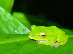 Zhangixalus prasinatus