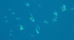 Heniochus diphreutes