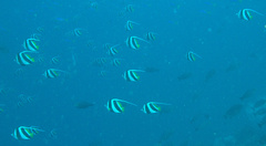 Heniochus diphreutes