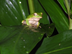 Zhangixalus prasinatus