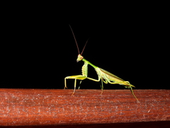 Cardioptera squalodon