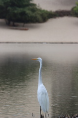 Ardea alba