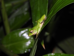 Zhangixalus prasinatus