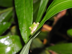 Zhangixalus prasinatus