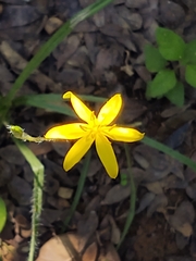 Hypoxis hirsuta