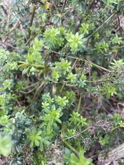Galium mollugo