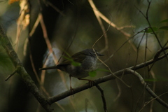 Myiothlypis leucoblephara