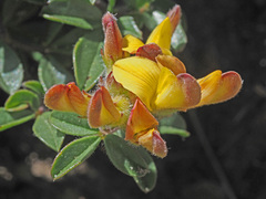 Leobordea
