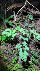 Corydalis