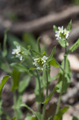 Pseudoturritis turrita