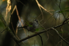 Myiothlypis leucoblephara
