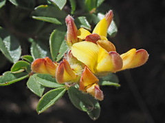 Leobordea