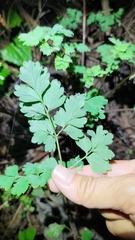 Corydalis