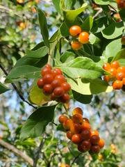 Citharexylum berlandieri