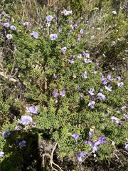 Psoralea aculeata