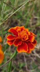 Tagetes patula