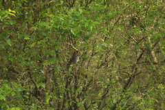 Thamnophilus caerulescens