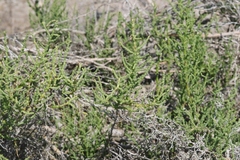 Allenrolfea occidentalis