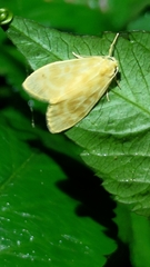 Hemipsilia coavestis