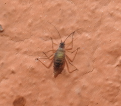 Euceraphis