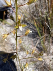 Eulophia lamellata