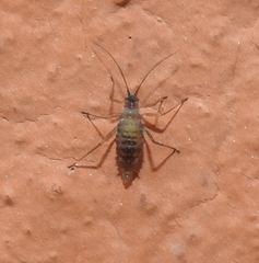Euceraphis