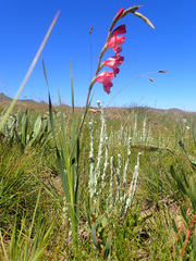 Gladiolus crassifolius