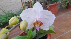Phalaenopsis amabilis