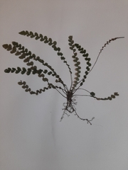 Blechnum membranaceum
